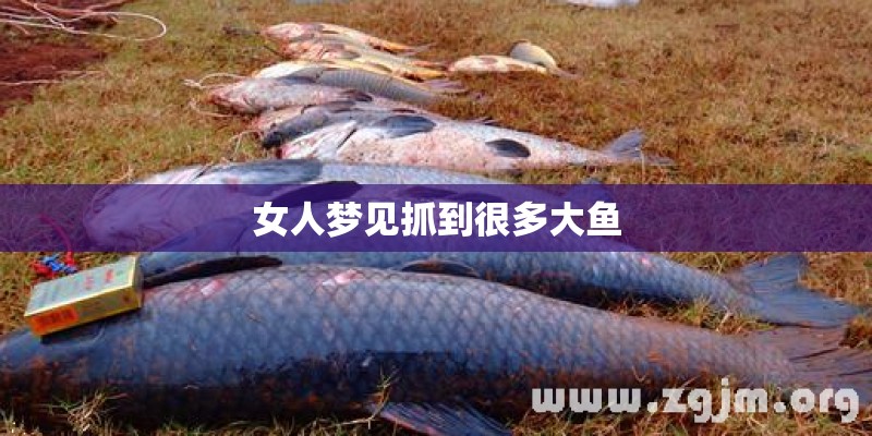 女人梦见抓到很多大鱼 女人梦见抓到很多大鱼