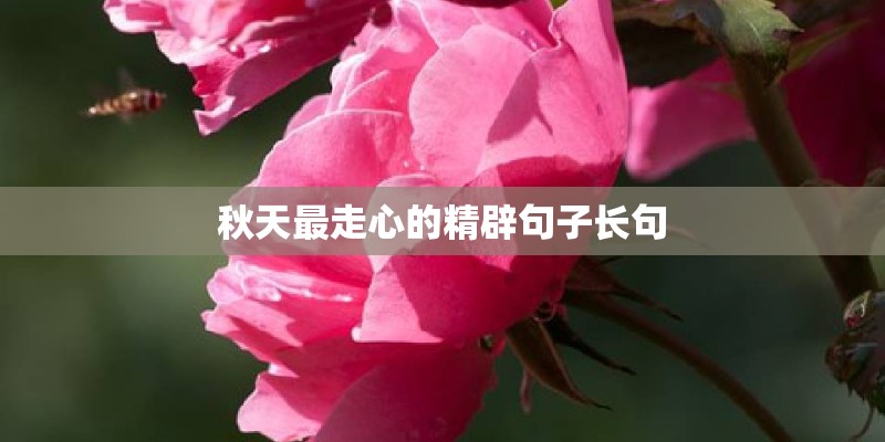 秋天最走心的精辟句子长句
