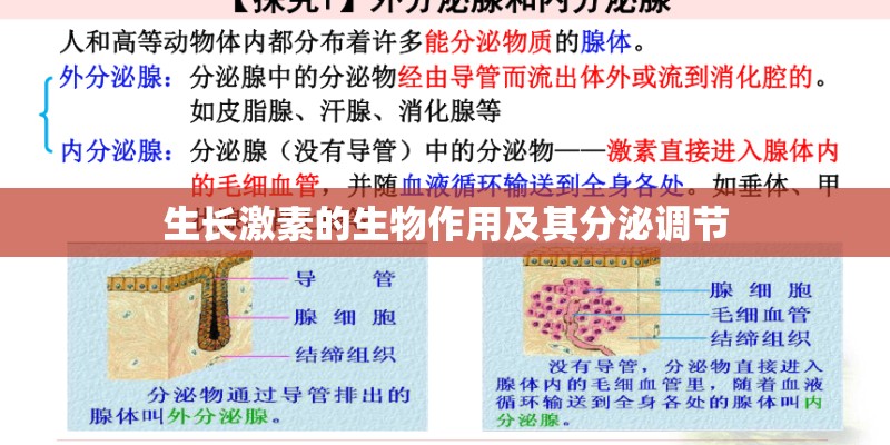 生长激素的生物作用及其分泌调节 生长激素的生物作用及其分泌调节
