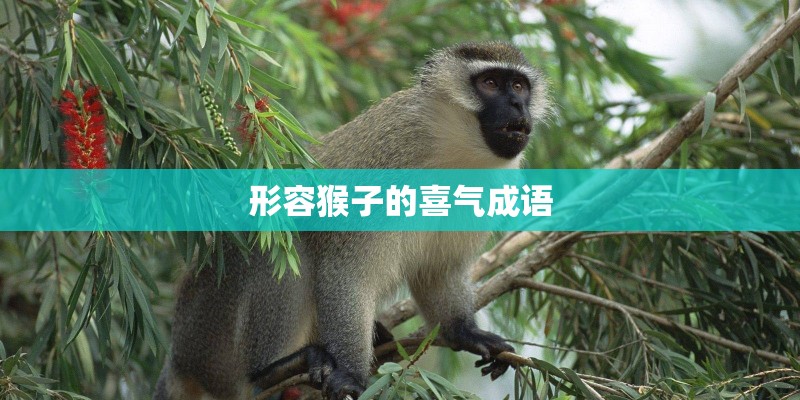 形容猴子的喜气成语