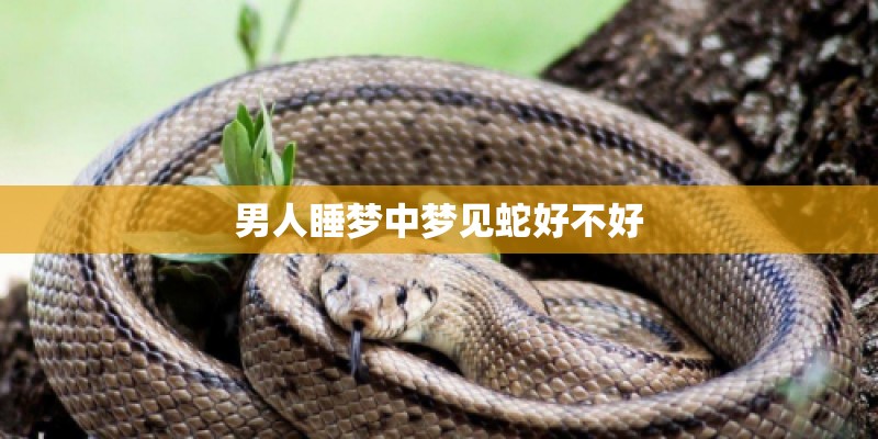 男人睡梦中梦见蛇好不好