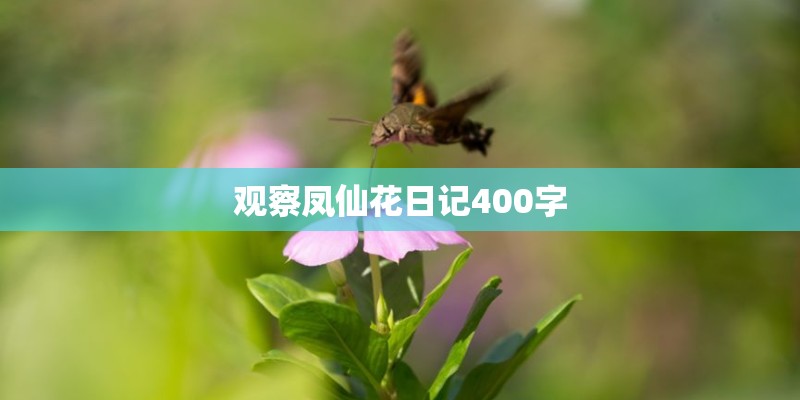 观察凤仙花日记400字