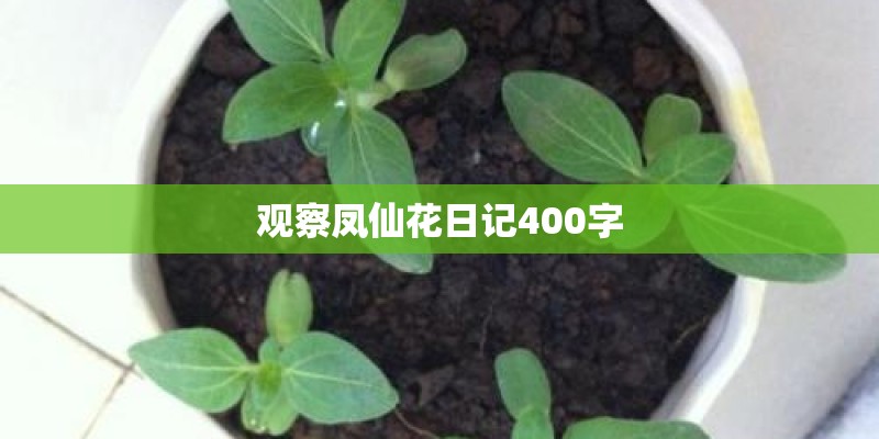 观察凤仙花日记400字