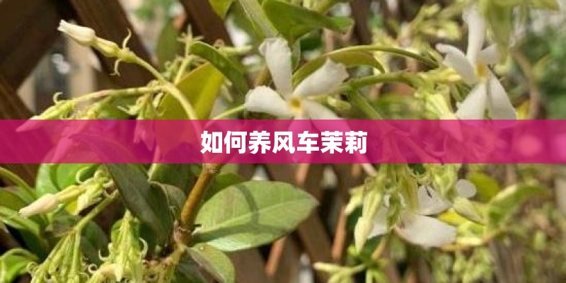 如何养风车茉莉