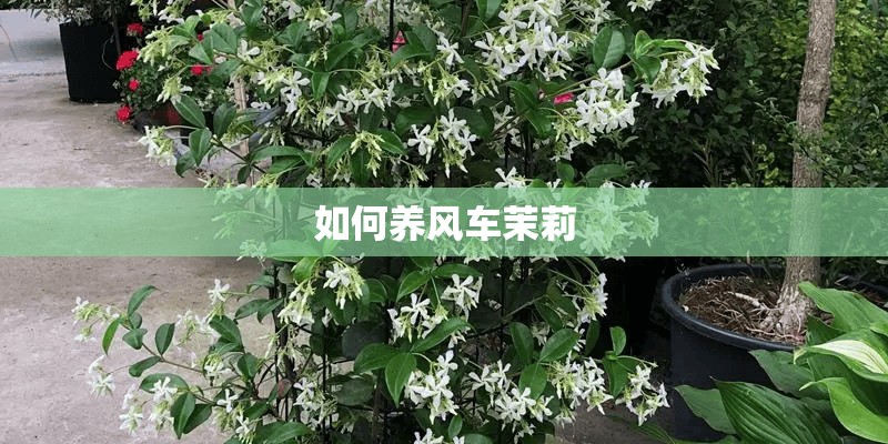 如何养风车茉莉