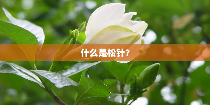 什么是松针? 什么是松针?