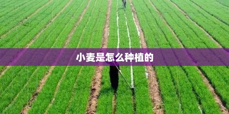 小麦是怎么种植的