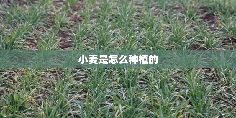 小麦是怎么种植的