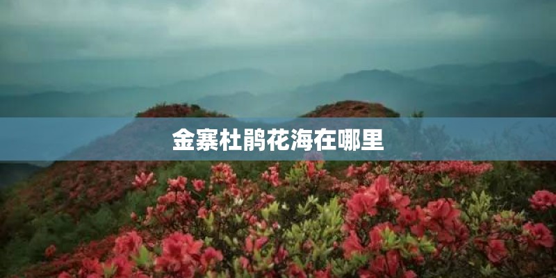 金寨杜鹃花海在哪里