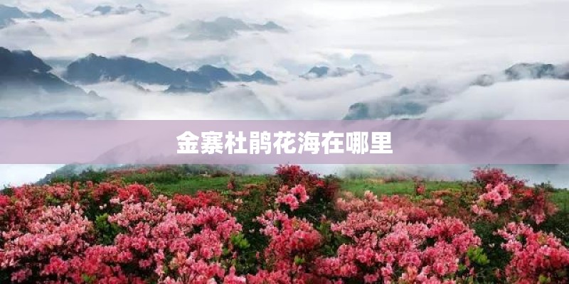 金寨杜鹃花海在哪里