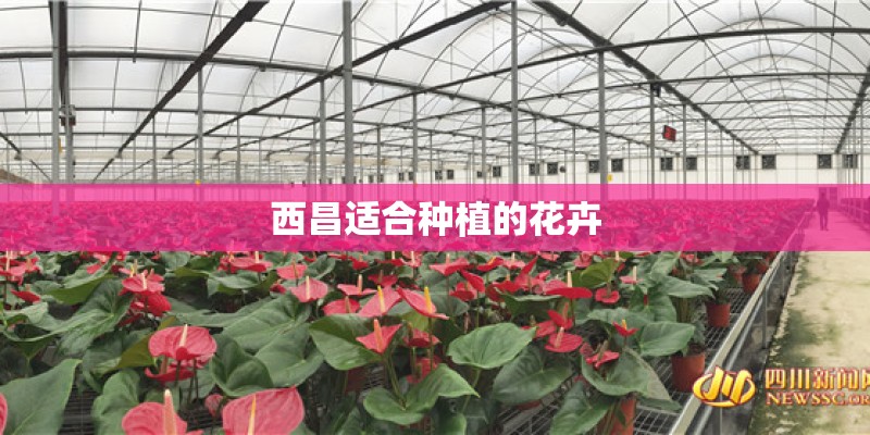 西昌适合种植的花卉