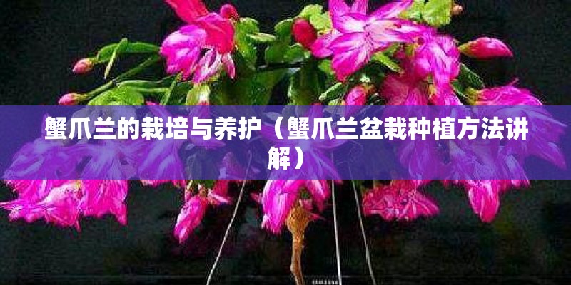 蟹爪兰的栽培与养护（蟹爪兰盆栽种植方法讲解）