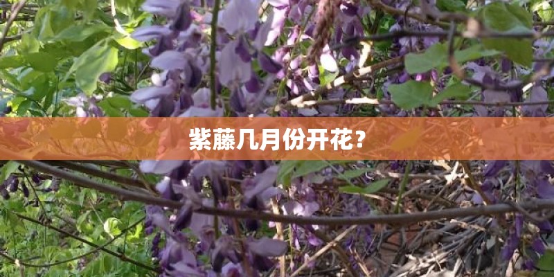 蟹爪兰的栽培与养护（蟹爪兰盆栽种植方法讲解）