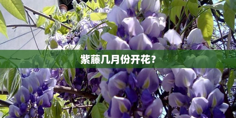 紫藤几月份开花？