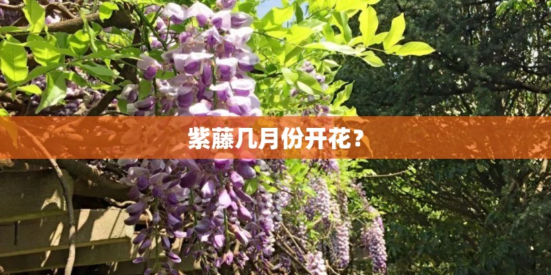 紫藤几月份开花？