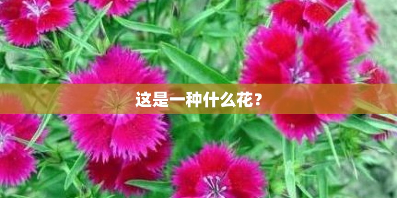 花季的解释花季的解释是什么