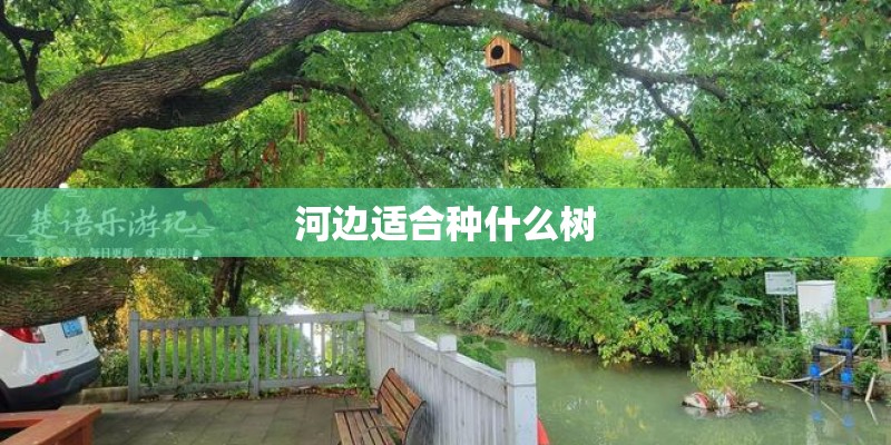 河边适合种什么树