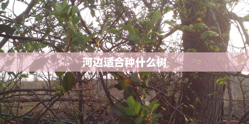 河边适合种什么树