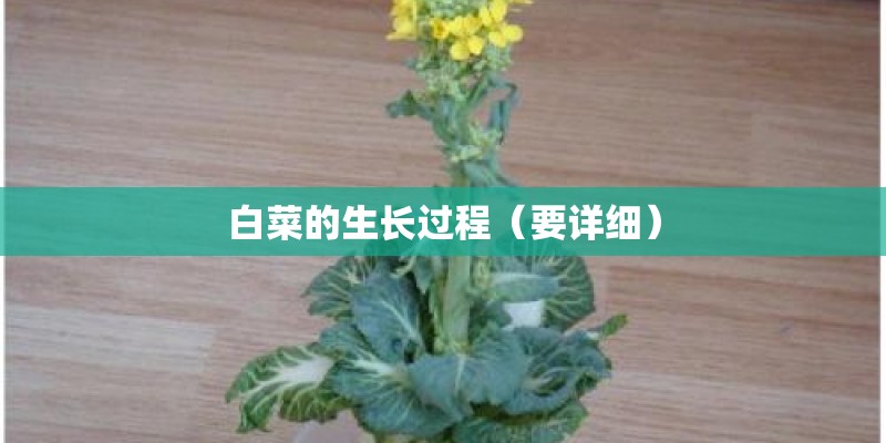 白菜的生长过程（要详细）