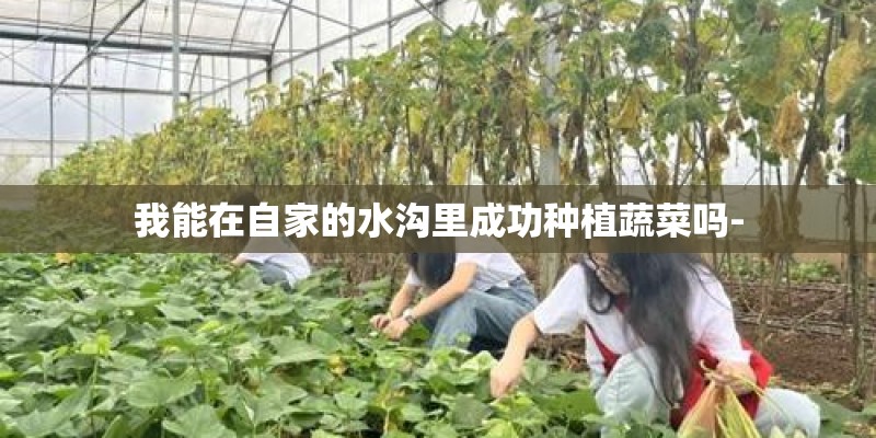 我能在自家的水沟里成功种植蔬菜吗- 我能在自家的水沟里成功种植蔬菜吗-
