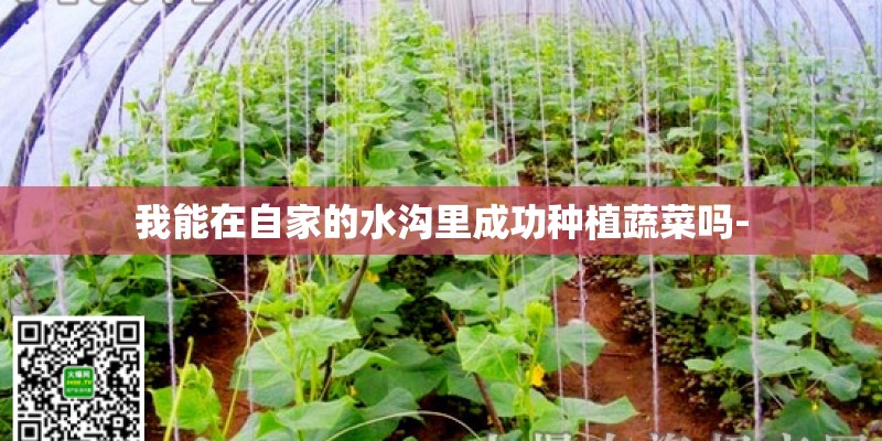 我能在自家的水沟里成功种植蔬菜吗- 我能在自家的水沟里成功种植蔬菜吗-