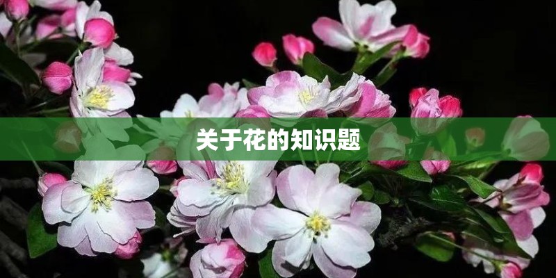 关于花的知识题