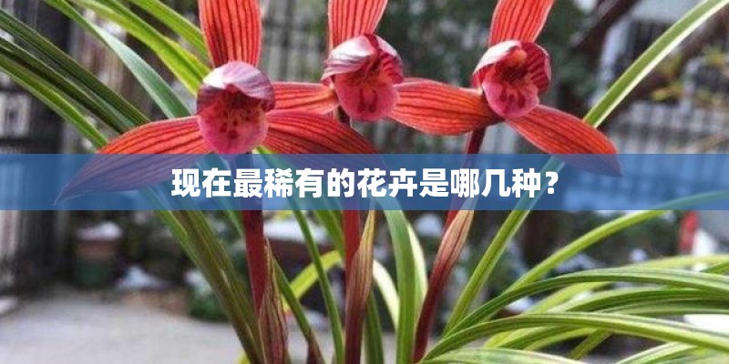 现在最稀有的花卉是哪几种？