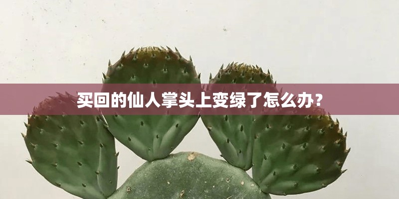 买回的仙人掌头上变绿了怎么办？